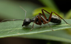 Camponotus hartogi