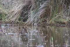 Lymnocryptes minimus