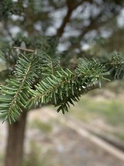 Pinaceae