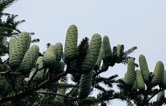 Pinaceae