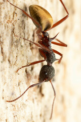 Dolichoderus extensispinus