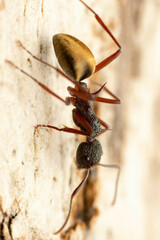 Dolichoderus extensispinus