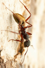 Dolichoderus extensispinus