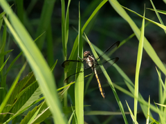 Libellula vibrans