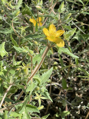 Mentzelia adhaerens
