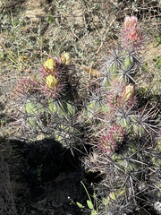 Corynopuntia invicta