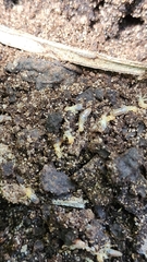 Termitinae