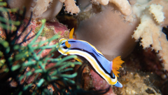 Chromodoris annae