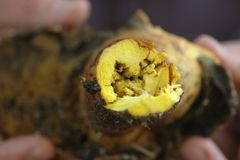 Neoboletus erythropus