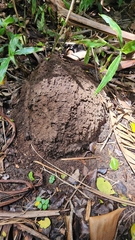 Termitinae