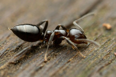Prolasius