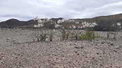Leucocoryne coronata