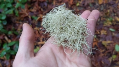 Usnea subfloridana