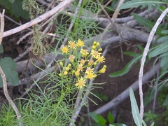 Senecio pampeanus