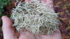 Usnea subfloridana