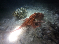 Callistoctopus alpheus