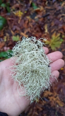 Usnea subfloridana