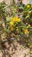 Tetragonia