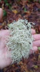 Usnea subfloridana