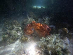Callistoctopus alpheus