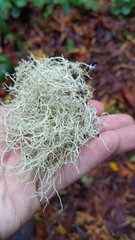 Usnea subfloridana