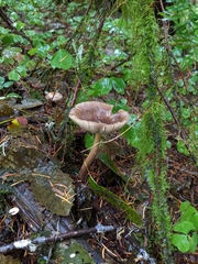 Amanita pachycolea