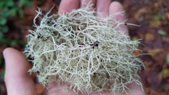 Usnea subfloridana