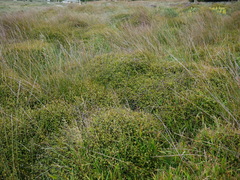 Muehlenbeckia complexa complexa