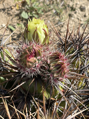 Corynopuntia invicta