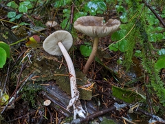 Amanita pachycolea