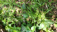 Cyperus dubius