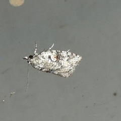 Acropolitis canana