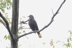 Turdus mandarinus