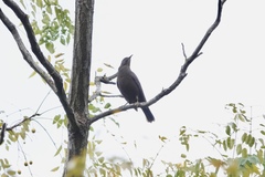 Turdus mandarinus