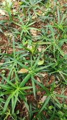 Cyperus albostriatus