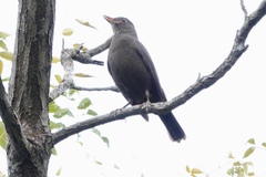 Turdus mandarinus