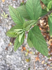 Malvastrum coromandelianum