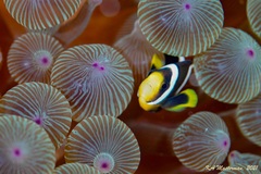 Amphiprion akindynos