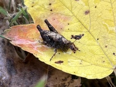 Tettigidea lateralis