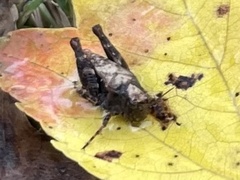 Tettigidea lateralis