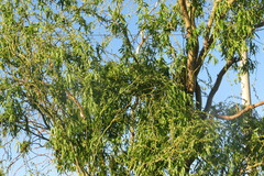 Salix babylonica tortuosa