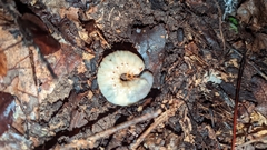 Xyloryctes jamaicensis