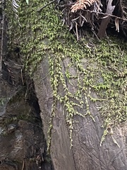 Homalothecium nuttallii