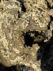 Balanomorpha