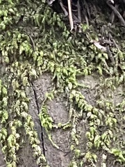 Homalothecium nuttallii