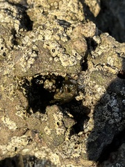 Balanomorpha