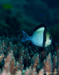 Dascyllus reticulatus