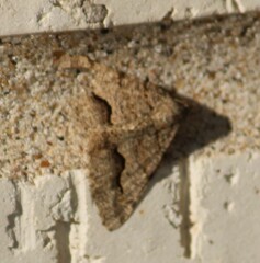 Frederickia s-signata