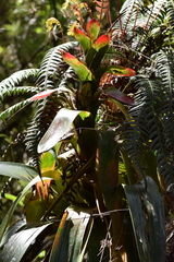 Guzmania gloriosa