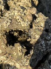 Balanomorpha